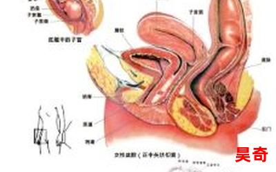 女性生理结构TXT下载